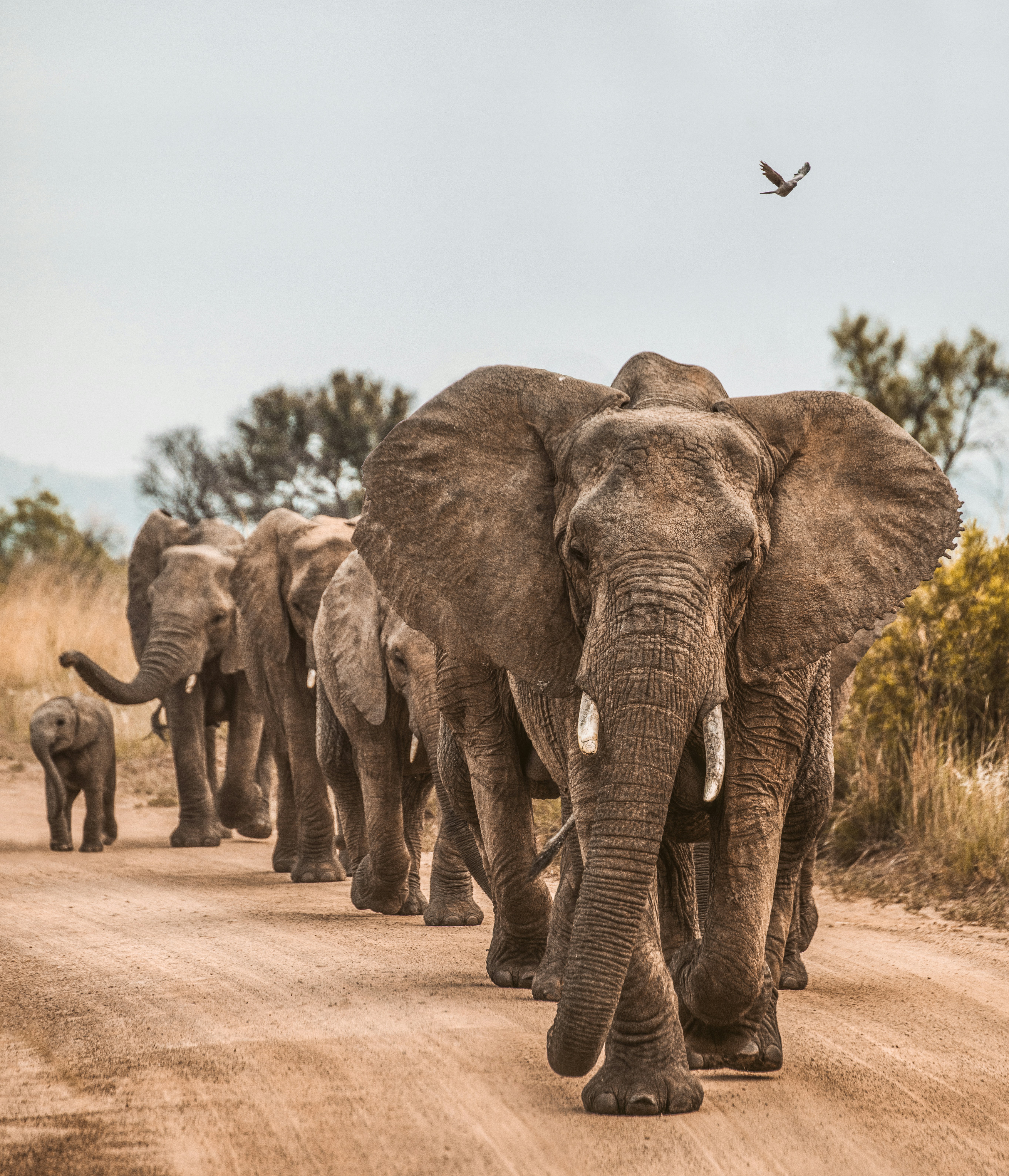 Elefante