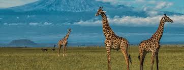 7 Days Safari