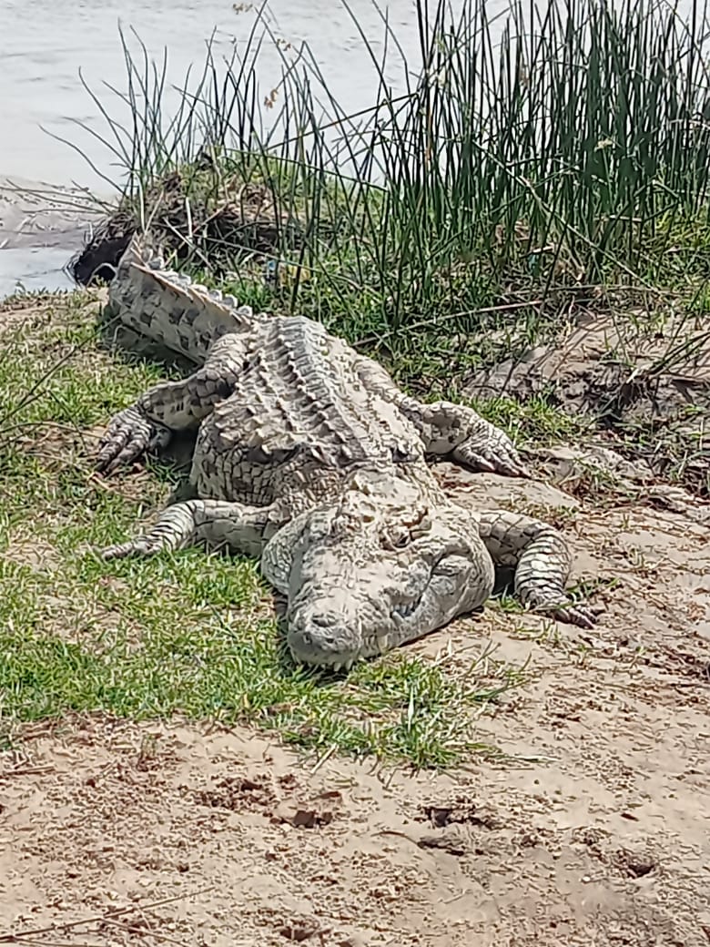 Coccodrillo
