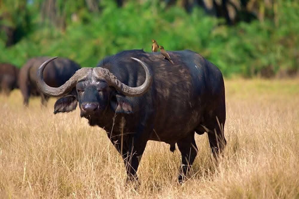 Bufalo