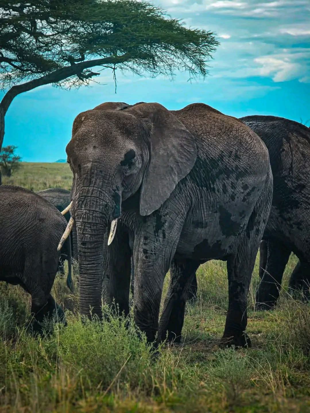3 Days Safari