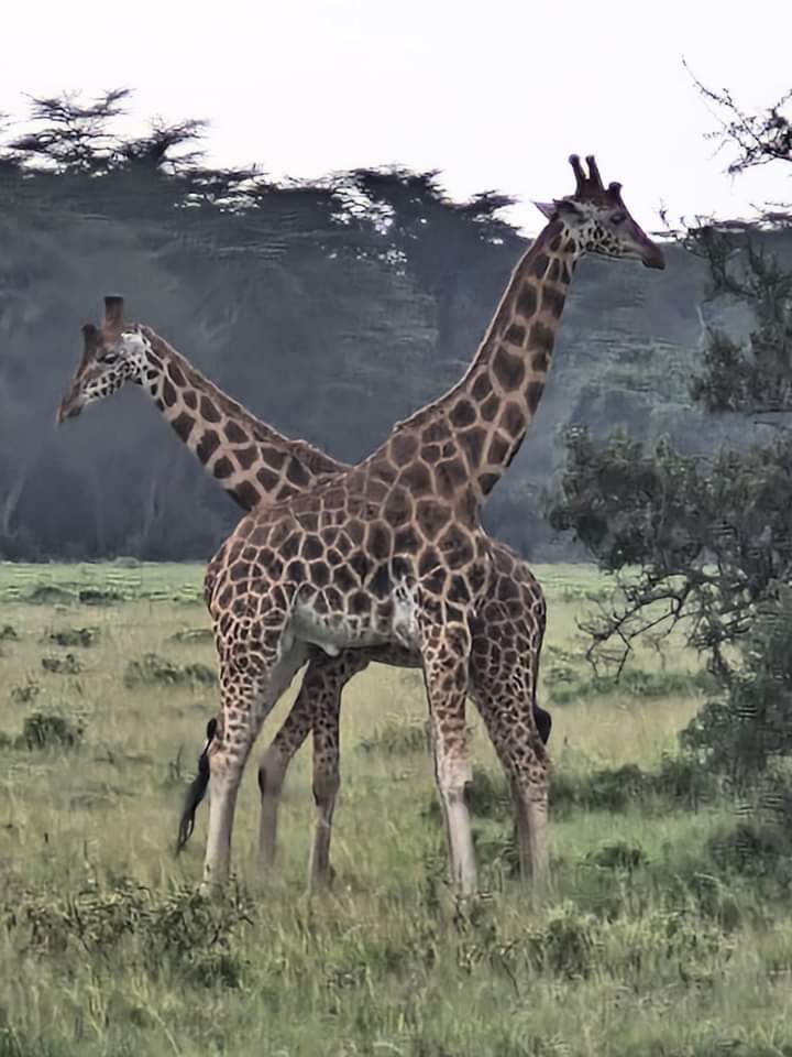 girrafe