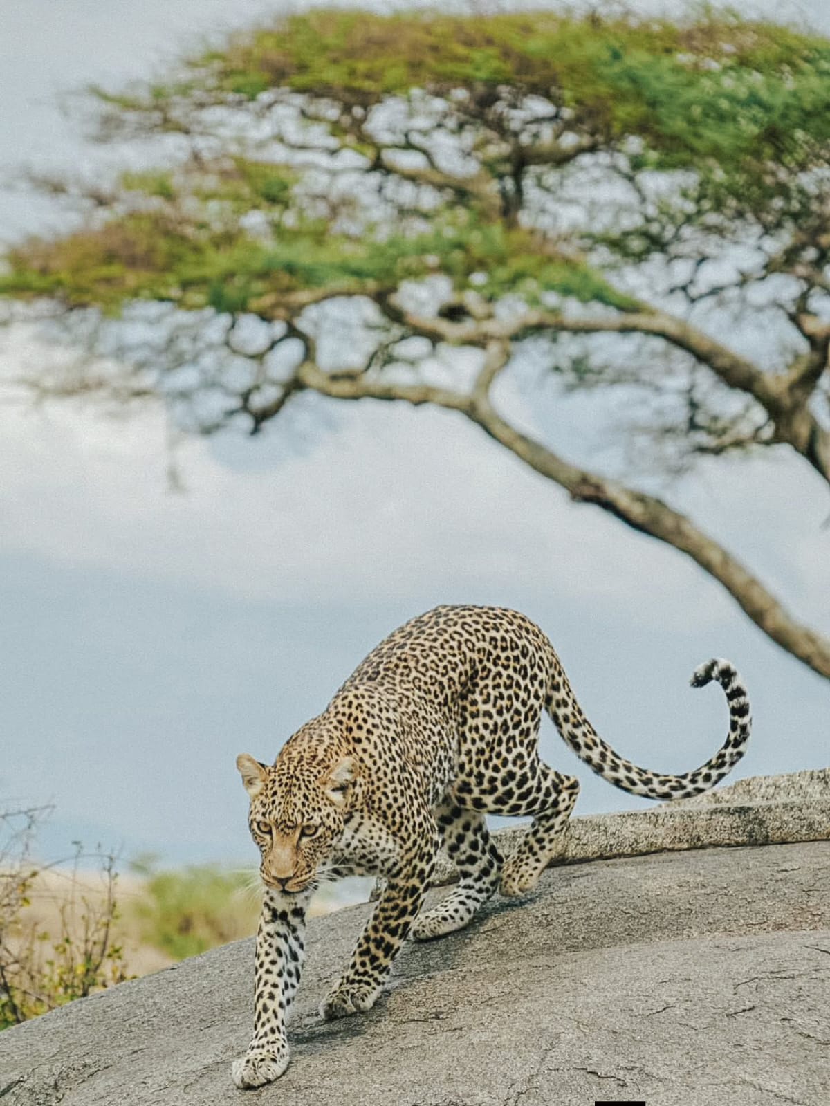 6 Days Safari