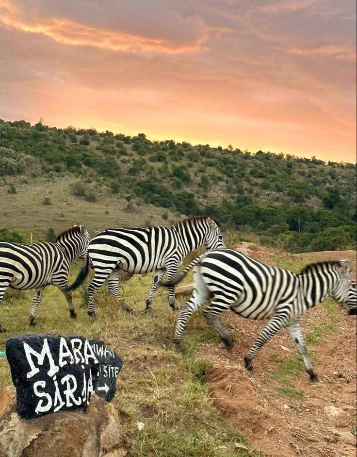 zebras